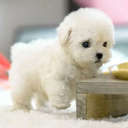 Interactive Robot Puppy Toys for Kids and Animal Lovers