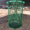 Outdoor Fly Trap for Use in Garden, Farm, and Stable