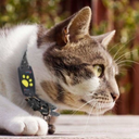 GPS Tracker voor Katten | Draagbare Halsbandmodule