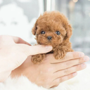 Interactieve Robot Puppy Speelgoed voor Kinderen en Dierenliefhebbers